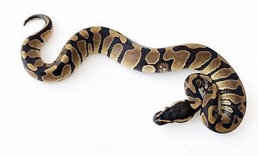 şamo beçə: Предлагаю к продаже здоровых и активных детёнышей королевских питонов — 10