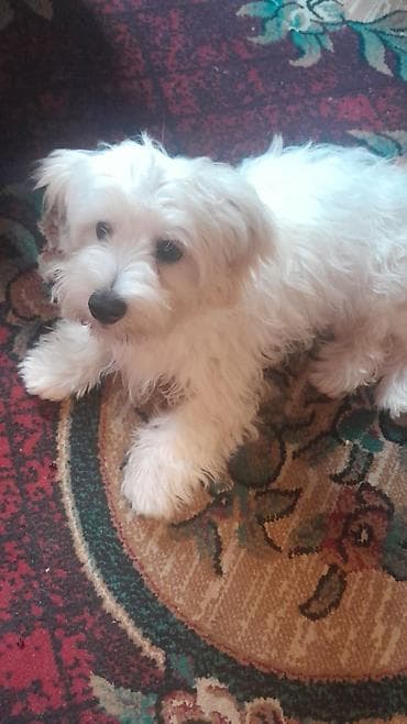 ucuz pekines satilir: Malta bolonka, 5 ay, Erkek, Peyvəndli — 1