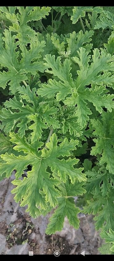 etirsah bitkisi: Məhsul: Saksıda ətirşah (Pelargonium graveolens) – ətirli, parçalı — 6