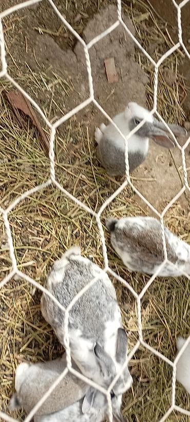 dovsan balasina ne deyilir: Salam hərkəsə bu gördüyünüz karlıq dovşanradi ancaq balaları satilir — 9