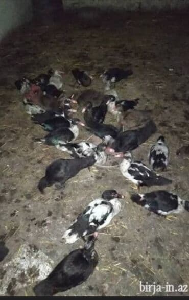 Inəklər, öküzlər: 30 ədəd 2 aylıq Lal ördək balaları. 9 ədəd böyük Lal ördək. 2 ədəd — 7