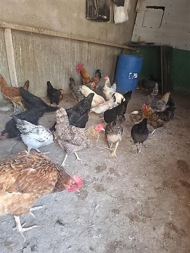 quşlar: 10 yumurtuyan toyug 1 xoruz 13 dene colpa toyug altinan cixan 1 den — 1