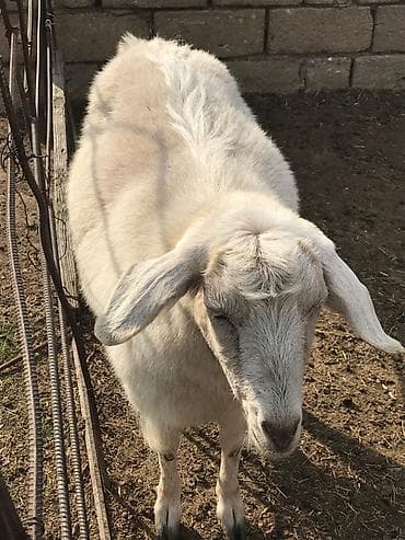 ağ xasqi: Cavan dişi keçi - Cins: Yerli ağ rəngli, - Yaş: Cavan (aktiv və — 3