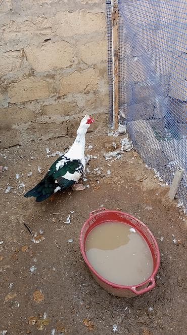 su qabi satisi: Erkək, | Lal ördək, Damazlıq — 1