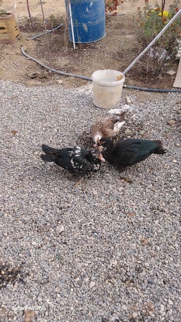 ördək balası satışı: Məhsul: Ördəklər (3 ədəd) Təsvir: - 2 ədəd muskovi (hind) ördək – — 6
