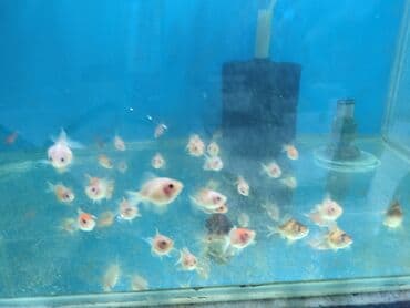 продажа аквариумных рыбок: Quppi, Sülhsevər, Ünvandan götürmə, Ödənişli çatdırılma — 4