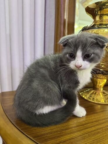 отдам в хорошие руки шотландского вислоухого котенка: Шотладская вислоухая, В добрые руки — 6