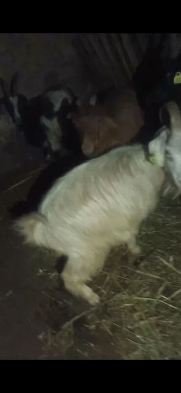 Akvariumlar: Qoyun-keçi sürüsü satılır - Növ: Keçi (erkək və dişi fərdlər görünür) — 5