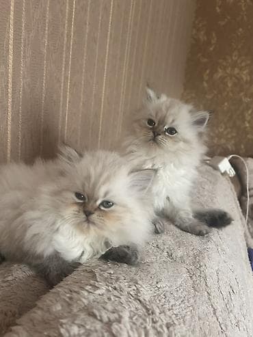 cau cau iti satilir: Erkək, Pulsuz çatdırılma — 5