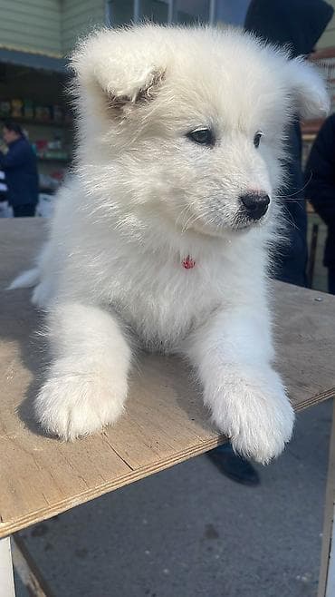 Samoyed, Pulsuz çatdırılma