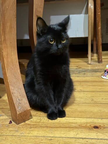 wotland pişiyi: Dişi, Yaxşı əllərə, Ünvandan götürmə — 4