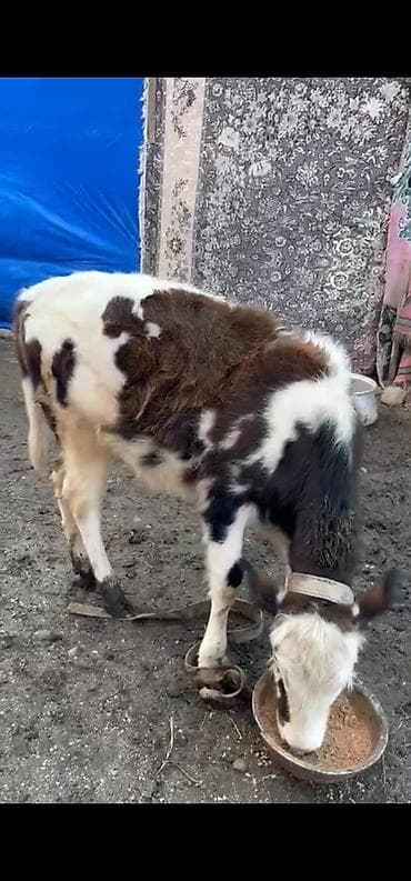 ucuz dana: Satılır: Cins dana.şarole,simental,holştyen Xüsusiyyətlər: - Yaş — 7