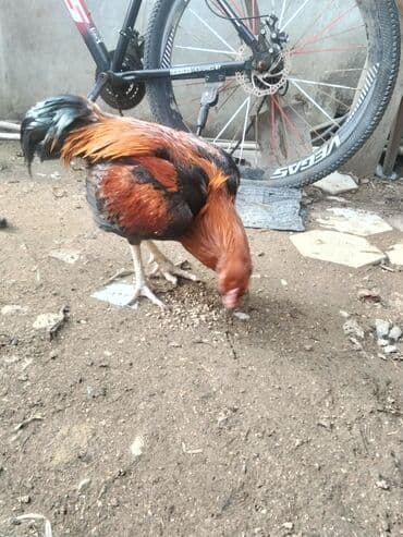 Digər heyvanlar: Xoruz, Heyratı, il: 1 — 3