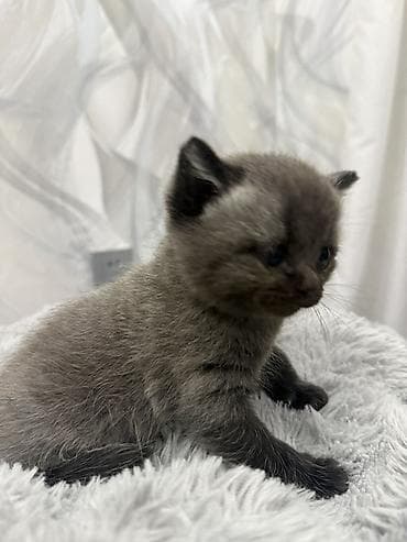 sirin pişik balalari: Britan, Yaxşı əllərə — 2