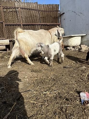 Птицы: Südlük keçi balası ilə birlikdə - Cins: ağ rəngli süd tipi keçi - — 4