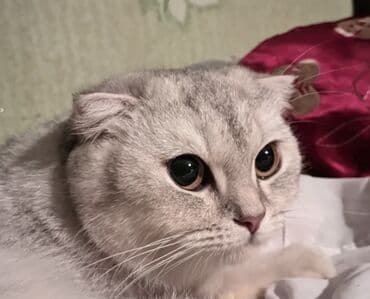 домик для большой собаки: Шотландская — 2