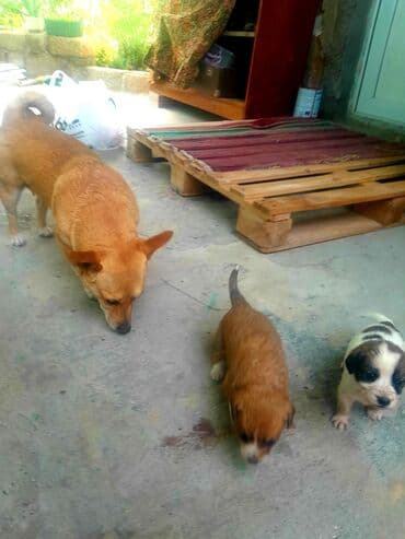 itlərə verilən adlar: 2 ay, Dişi, Ünvandan götürmə — 2