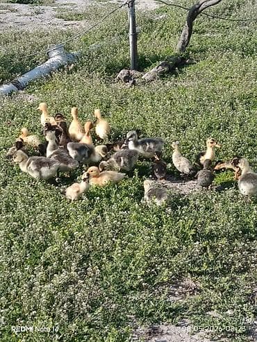 eşşək sudu satışı: Pekin qışqıran ördəklər və qaz balalari.12gunlukduler.dermasiz — 1