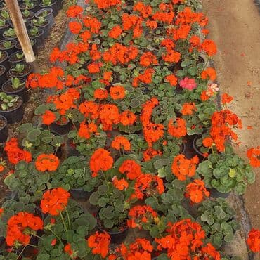 topdan gül satışı: Geran-ətirşah güllərinin topdan və pərakəndə satışı. Qiymət topdan — 4