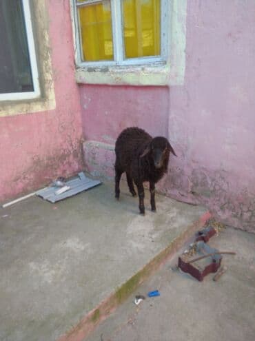 qurbanliq qoyunlar: Erkey quzu - Rəng: tam qara - Yun: sıx, qıvrım quruluşlu; əl — 1