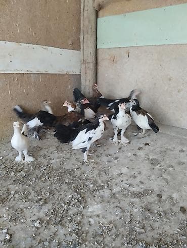 cuce yemi: Toyuq, Damazlıq — 1