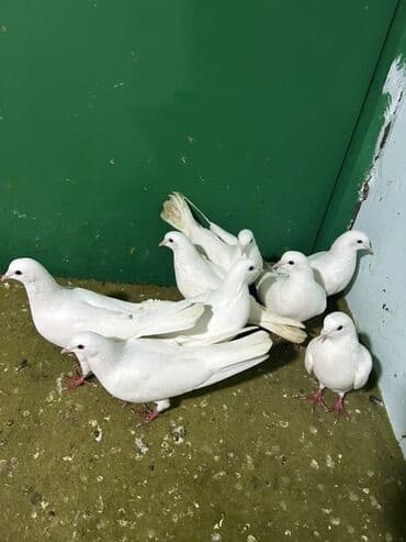 Akvariumlar: Salam 9 dene heyvandi hamsi saglam ucuwdu quwdardi qiymet sondu ygb — 2