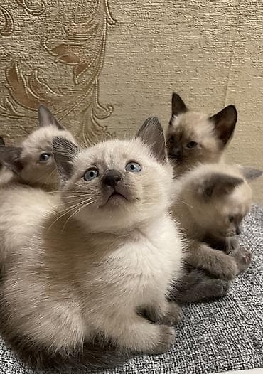 Siam, Erkək, Dişi lalafo.az -da Siam, Erkək, Dişi
