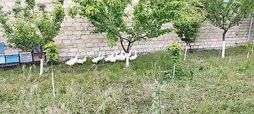 Qaz balalari satilir,3 ayliqdilar 14 dene qalibsamux rayonundadi
