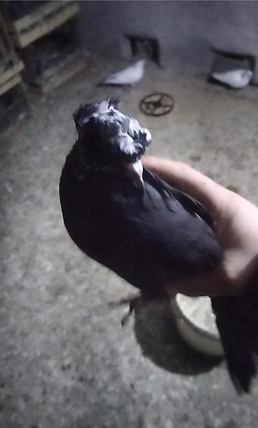 tap az goyercin satisi: Cins: dekorativ göyərçin (qara rəngli, baş və burun nahiyəsində ağ — 1