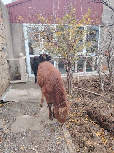 xaski itleri qiymeti: Super saglam damazlig danalar — 2