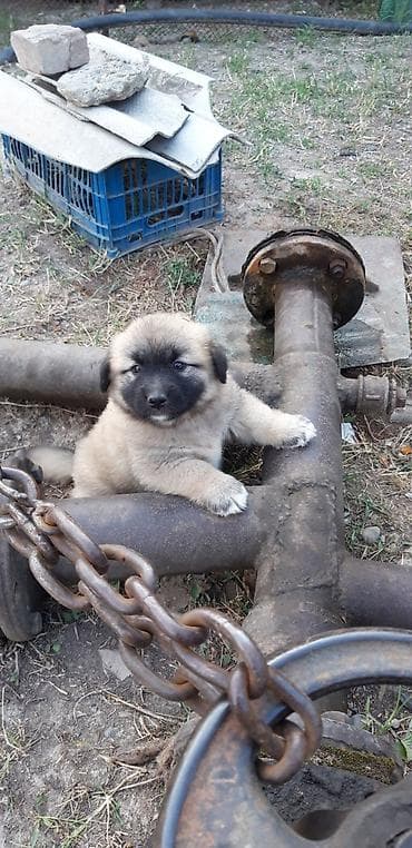 Животные: Звонок, 2 месяца, Самец — 3
