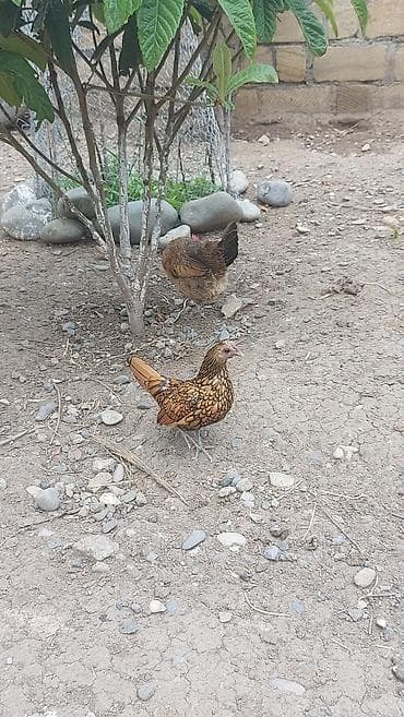 bildircin satisi tap az: Toyuq, Damazlıq — 4