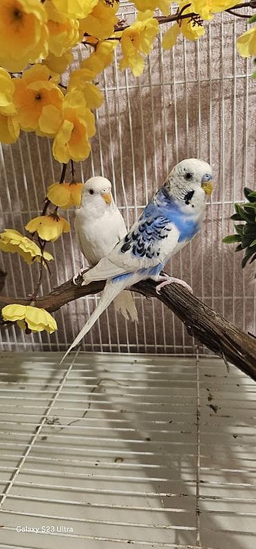 fiser papuqay: Cüt papuqay satılır erkek dişi qəşəng rəngləri var cütü 30 m endirim — 2