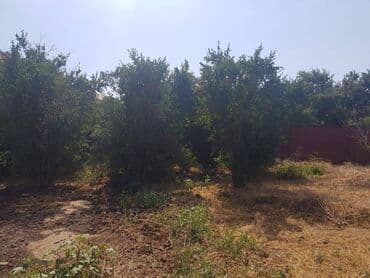 ferma torpaq: 24 sot, Tikinti, Makler, Kupça (Çıxarış) — 4