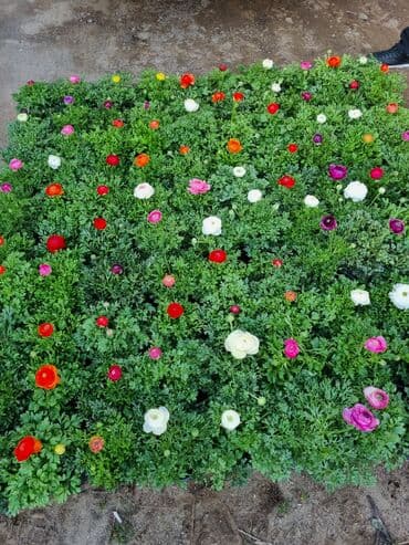 qızıl gül buketi: Gullerin satişi — 24