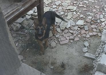 coban iti: Alman çoban iti — 3
