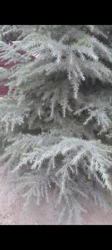 Məhsul: Dekorativ iynəyarpaq ağacı – mavi-boz rəng çalarları olan