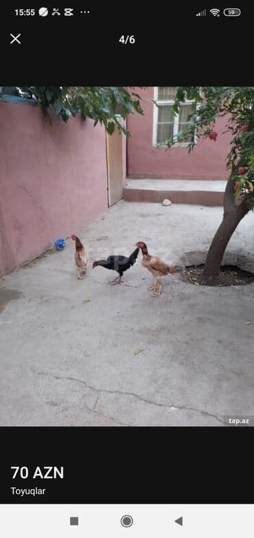 İki heyratı satılır biri adı toyuqdu o satılmır 10 ayligdilar qiymət