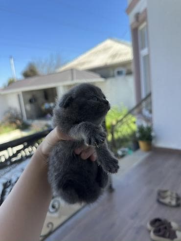 labrador satilir: Şotland yastı qulaq, Yaxşı əllərə — 6