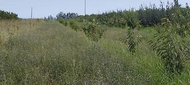 qusar torpaq: 44 sot, Kənd təsərrüfatı, Mülkiyyətçi, Kupça (Çıxarış) — 10