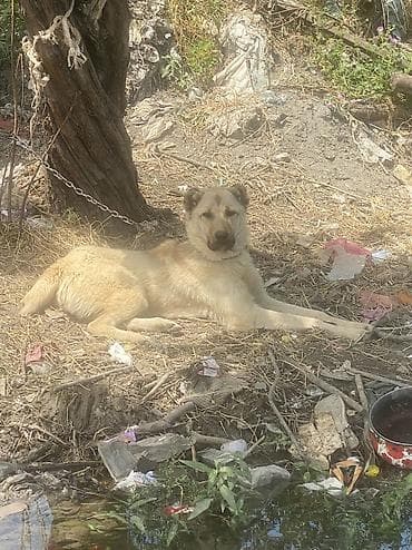 heyratı barter: Salam satilir barter ise var moto olar əgər yaxsi moto olsa artiq pul — 3