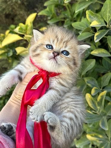 sabuncu heyvan bazari: Britan — 2