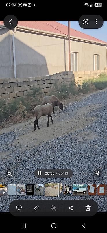 10 quzudu saxlaya bilmirəm 2800 manata ziyana satıram 9 dişi 1