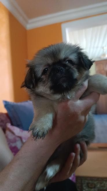 İtlər: Pekines, 2 ay, Erkek — 3