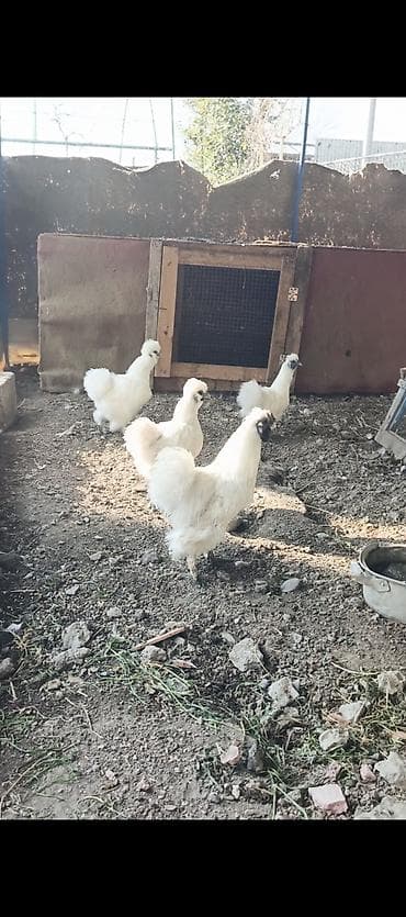 ördək balası və cücə: Ponpon yumurtası satılır Super çıxış verir 2.50 real alıcıya endirim — 1
