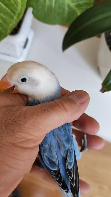 amadin qusu: Salam Fişer satılır, 3 aylıq Türkiyədən gələn quşların balasıdı,15- — 2