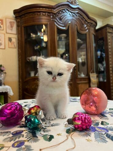 van pişiyi qiymeti: Britan yastı qulaq, Erkək, Dişi, Yaxşı əllərə, Ünvandan götürmə, Pulsuz çatdırılma, Ödənişli çatdırılma — 5