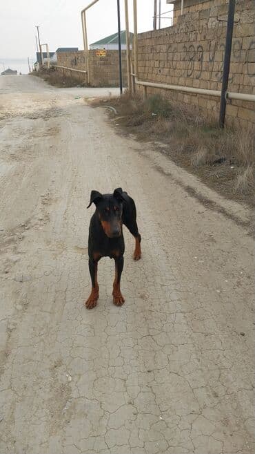 avstrolop toyuqlari haqqinda melumat: Doberman, Erkek — 3