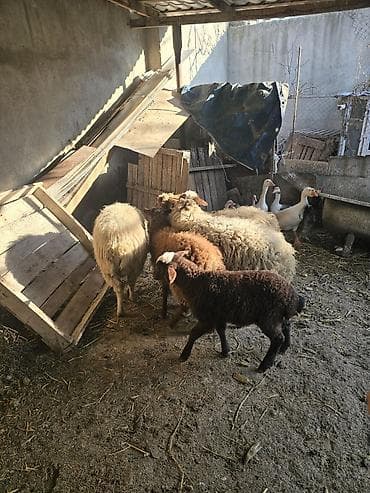 Птицы: Satış: qoyun və quzular dəsti - Növ: yerli qoyun cinsi (qarışıq — 2