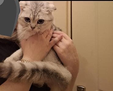 Şotland yastı qulaq